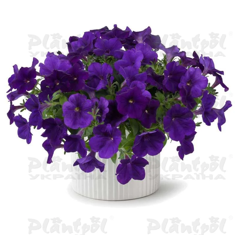 Петунія Capella Indigo