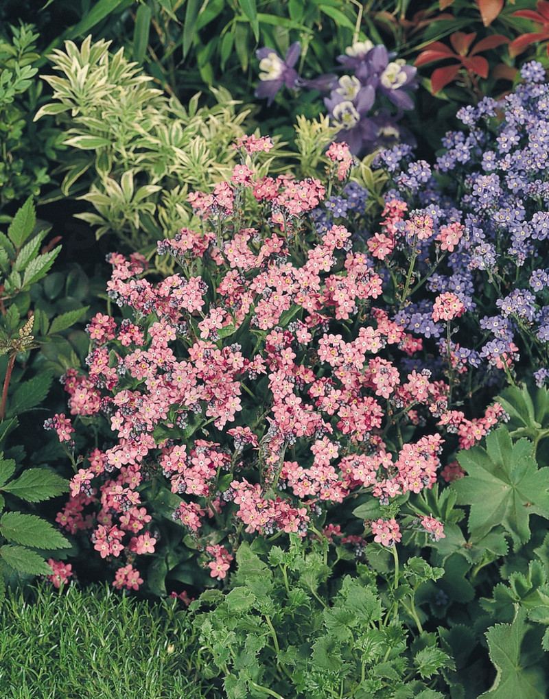 Незабудка Myosotis sylvatica Sylva Snow