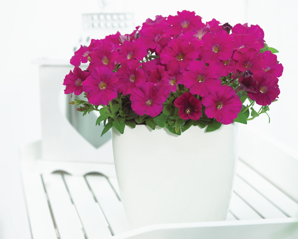 Петунія milliflora Picobella F1 Carmine (510 палета/Florensis)