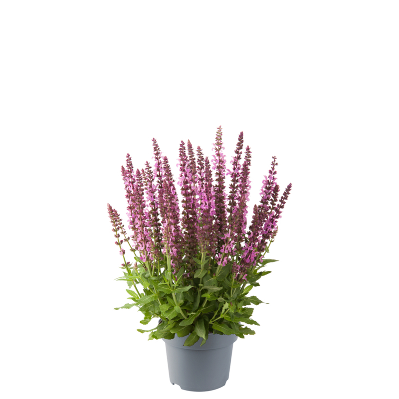 Шавлія nemorosa Sensation® Compact Bright Rose (128 палета/Florensis)
