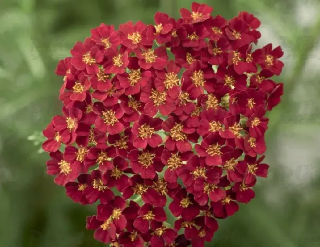 Ахілея Desert Eve Red (Plantpol)