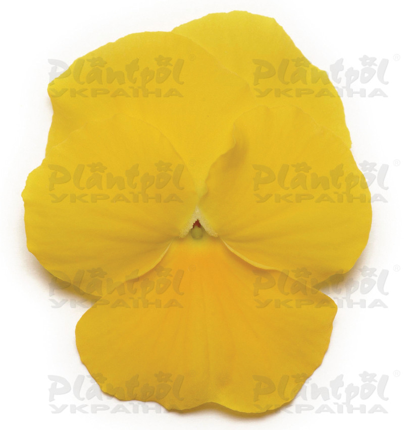 Віола wittrockiana Panola XP F1 Yellow (288 палета/Florensis)