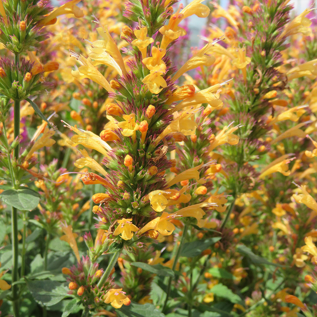 Агастахіс Kudos Yellow (Vitroflora)