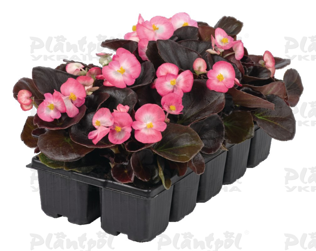 Бегонія Semperflorens New Globe F1 Ducolour (288 палета/Florensis)