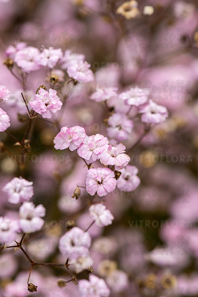 Гіпсофіла Rosenschleier (Vitroflora)