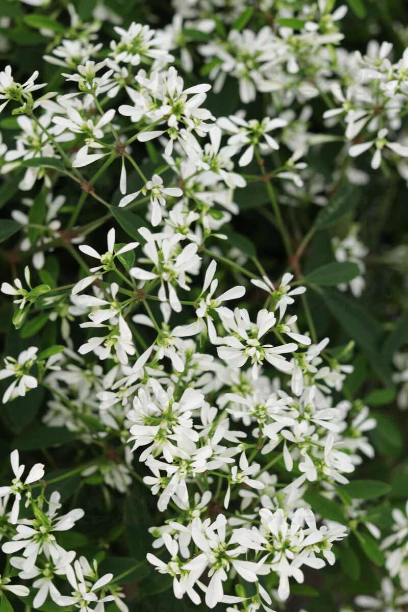 Еуфорбія Diamond Snow