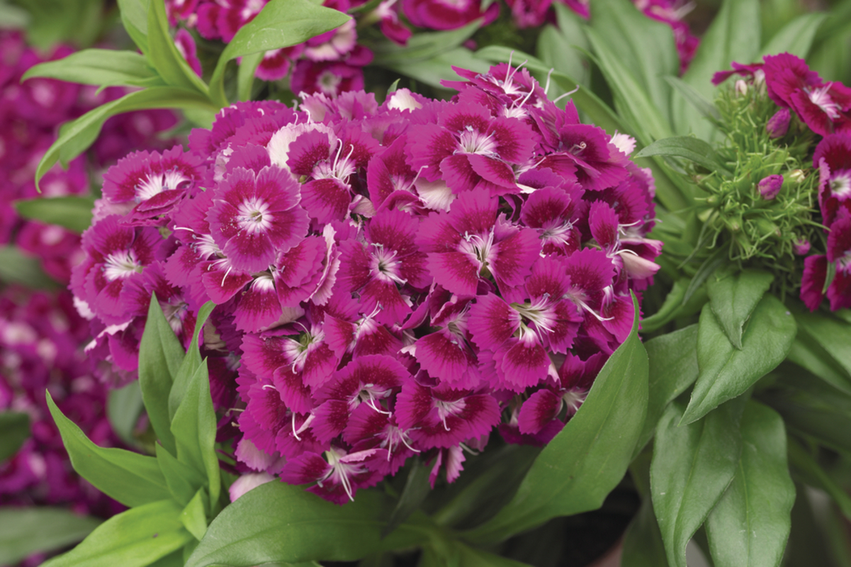 Гвоздика Barbarini® F1 Purple (Florensis)