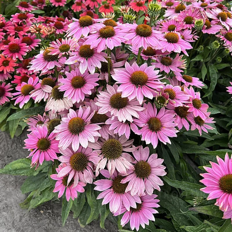 Фото 2