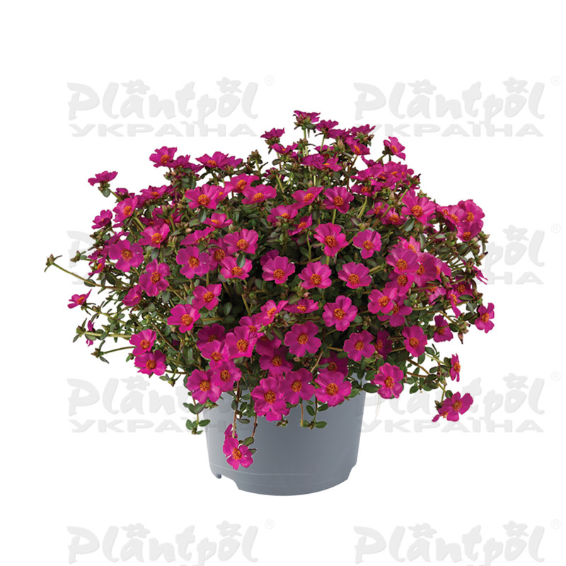 Портулак Mega Pazzaz Purple