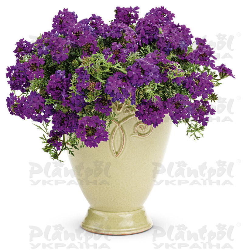 Вербена Tapien Violet