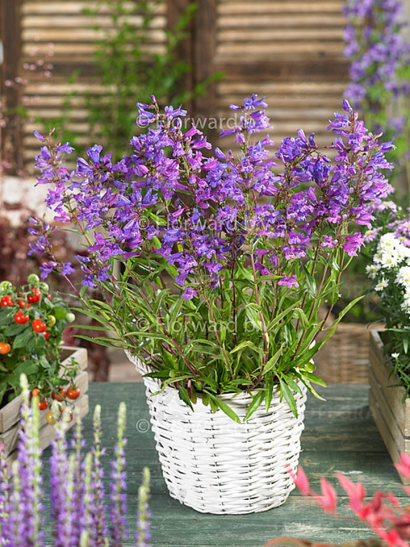 Пенстемон Catharine De La Mare Purple