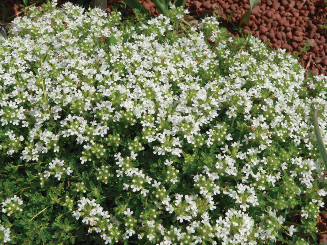 Тим'ян Albiflorus