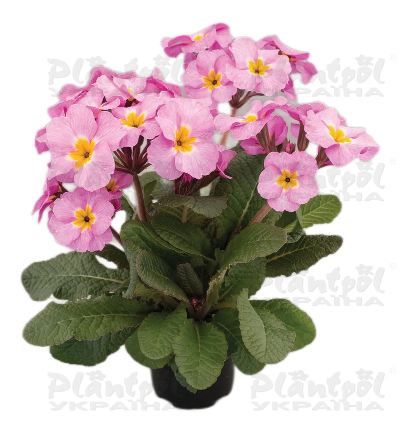 Примула vulgaris Stella F1 Light Lilac