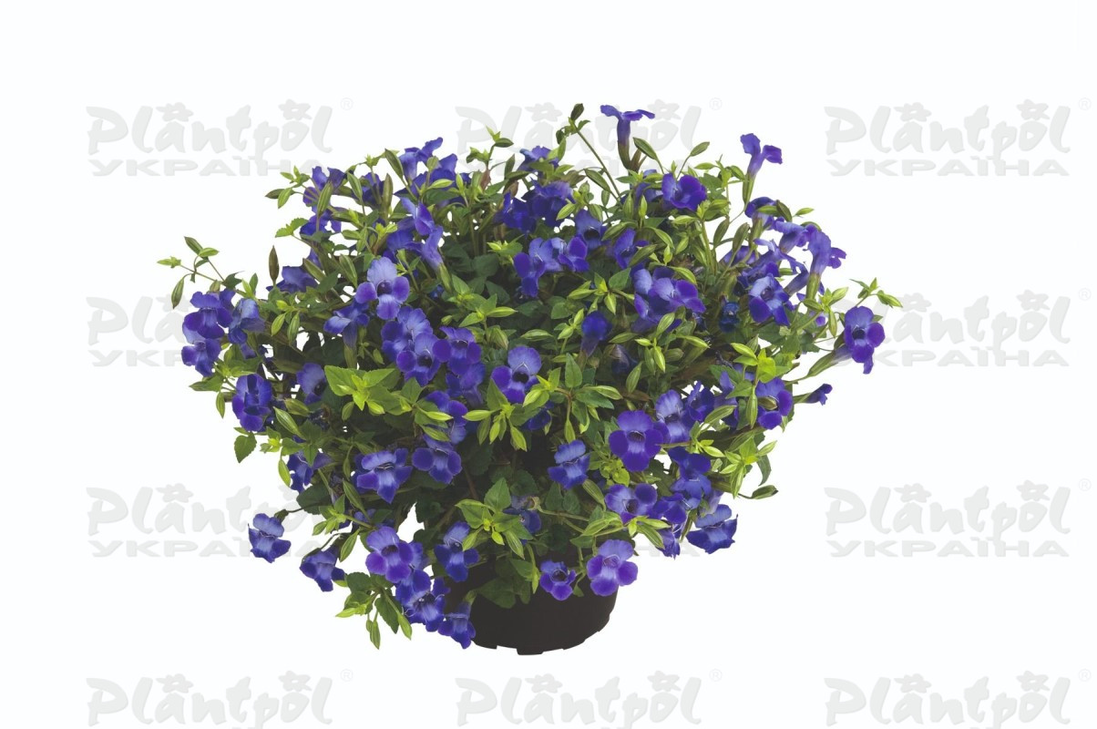 Торенія Vivia Amethyst