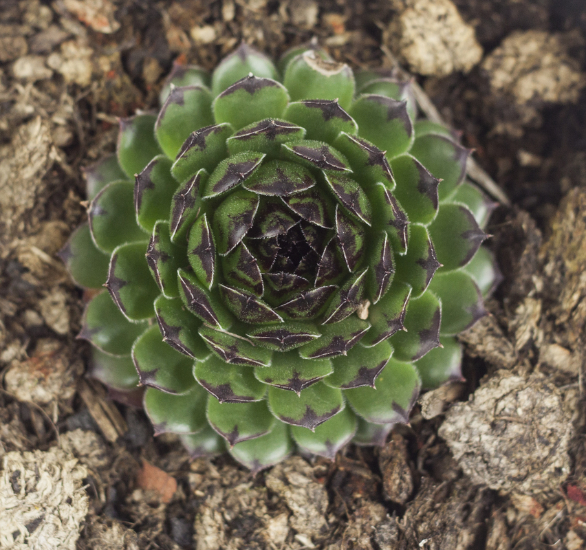 Семпервівум Reinhard (Vitroflora)