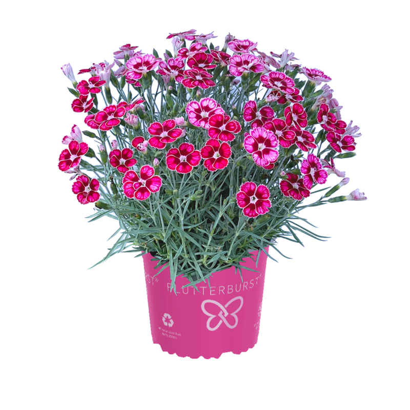 Гвоздика Silver Star Flutterburst (Florensis)