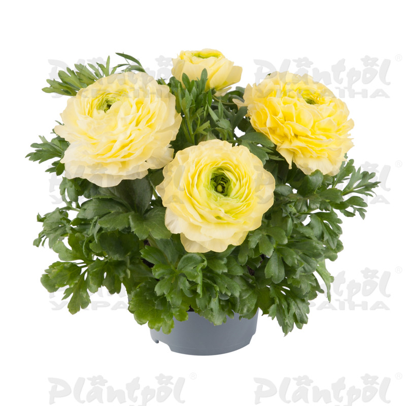 Жовтець Ranunculus Vortex F1 Lemonade
