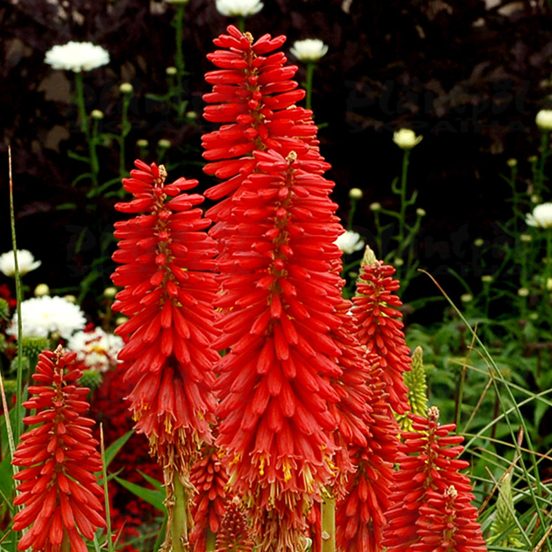 Кніфофія Redhot Popsicle (Vitroflora)