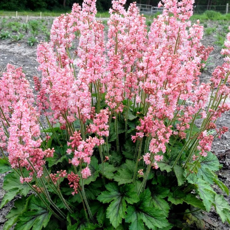 Гейхерела Pink Revolution (Vitroflora)