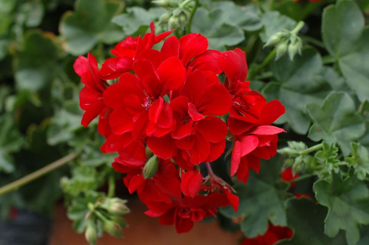 Пеларгонія ампельна Allegria Early Red