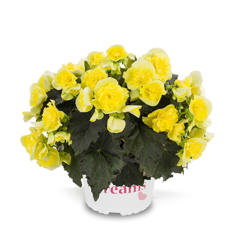 Бегонія Solenia Yellow