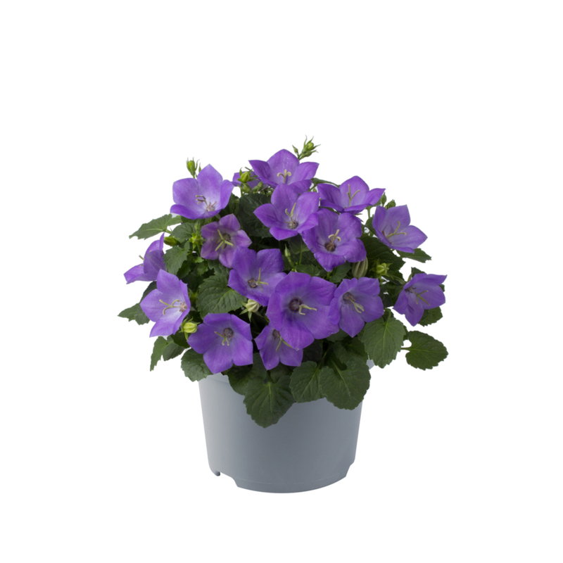Кампанула carpatica Carillon Blue (288 палета/Florensis)