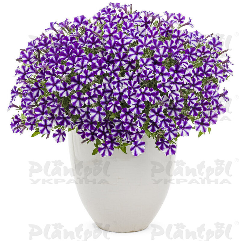 Петунія Mini Vista Violet Star