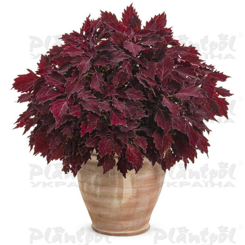 Колеус Royale Cherry Brandy