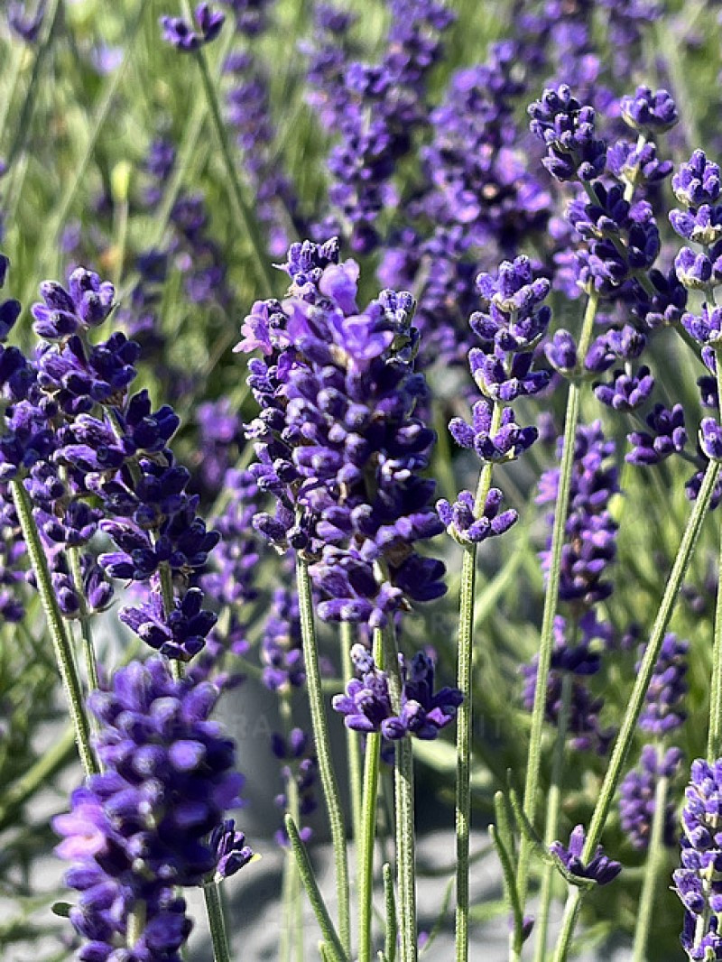 Лаванда angustifolia Hidcote (Vitroflora)