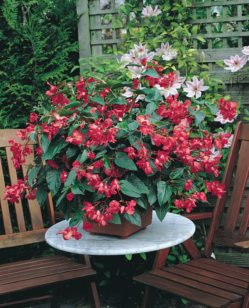 Бегонія Hybrida Dragon Wing™ Red (180 палета/Florensis)