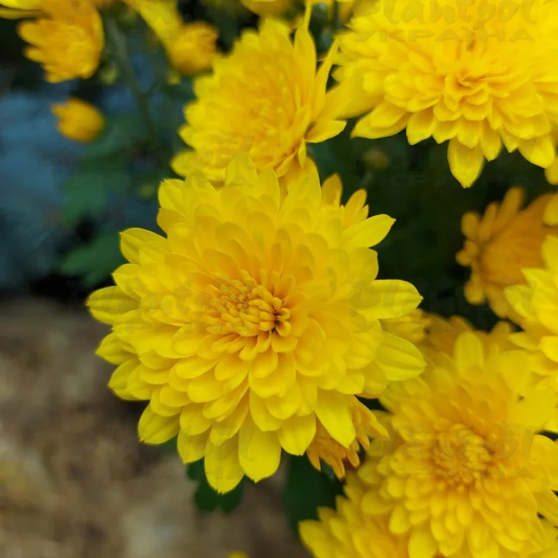 Фото 6