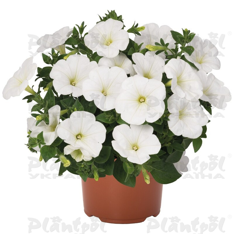 Петунія Sweetunia White