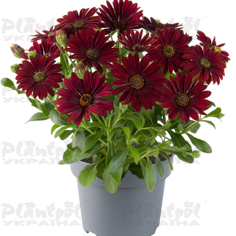 Остеоспермум Dalina Dark Red