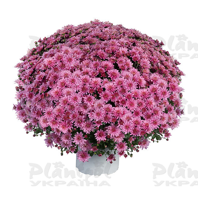 Хризантема дрібноквіткова горшкова Ace Pink (Vitroflora)
