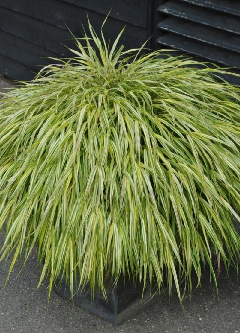 Хаконхлоя macra Aureola (Vitroflora)