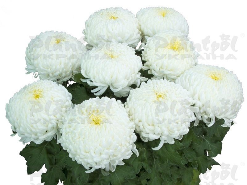 Хризантема великоквіткова горшкова Agora Blanc