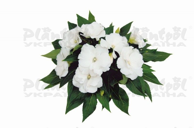 Імпатієнс Rococo Blanca