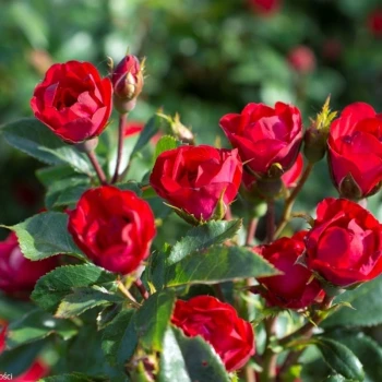 Фото 2