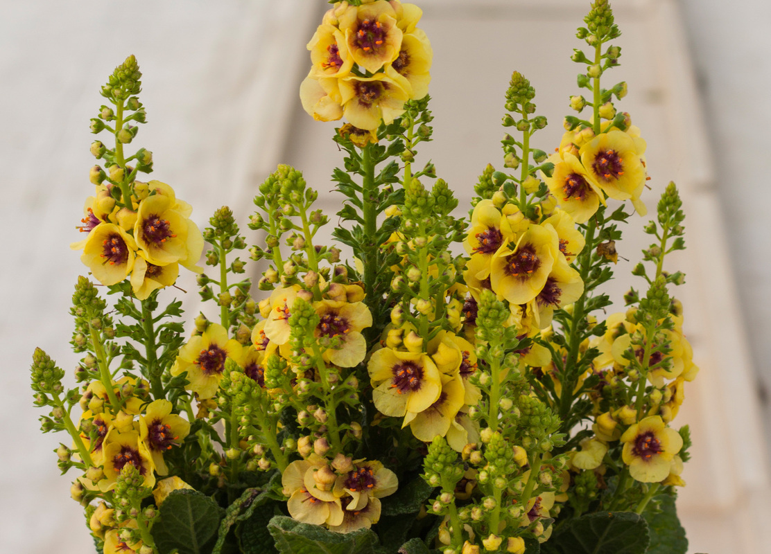 Вербаскум Dark Eyes (Vitroflora)