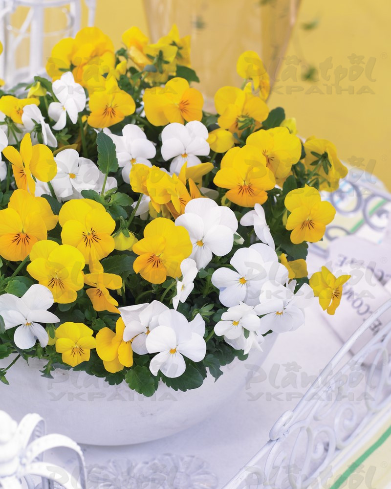Віола cornuta EVO Mini F1 Citrus Mix (288 палета/Florensis)