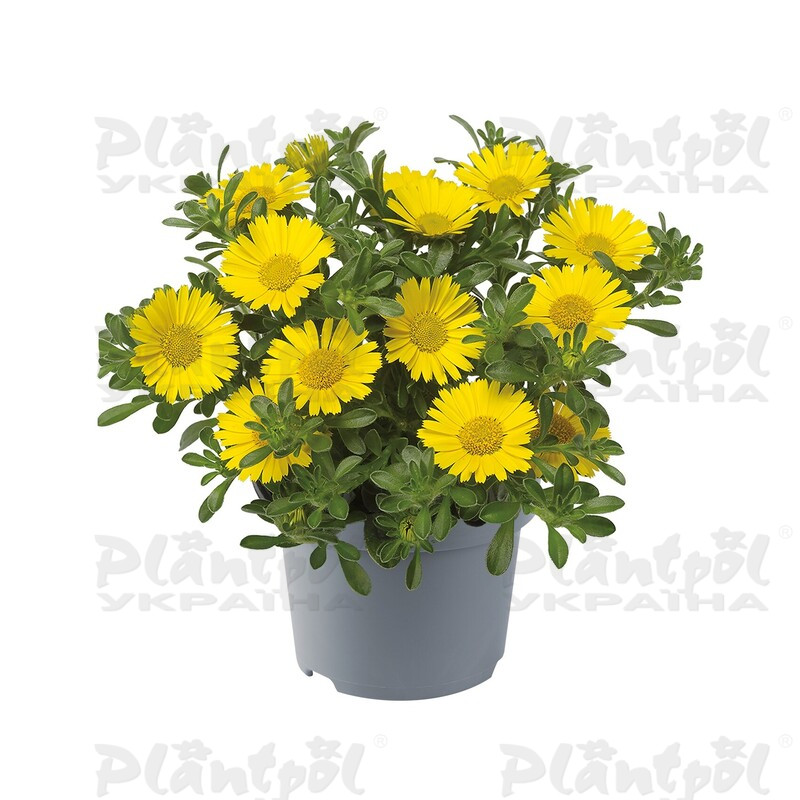 Астеріскус Aurelia Yellow