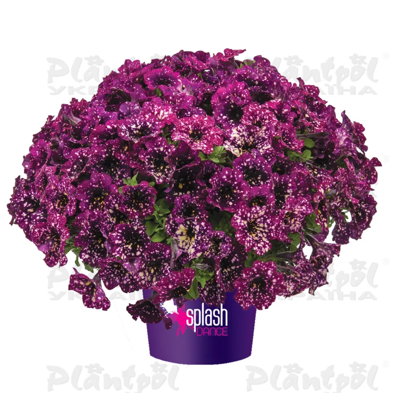 Петунія Splash Dance Magenta Mamba
