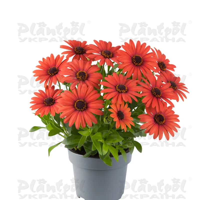 Остеоспермум Dalina Compact Orange Brique