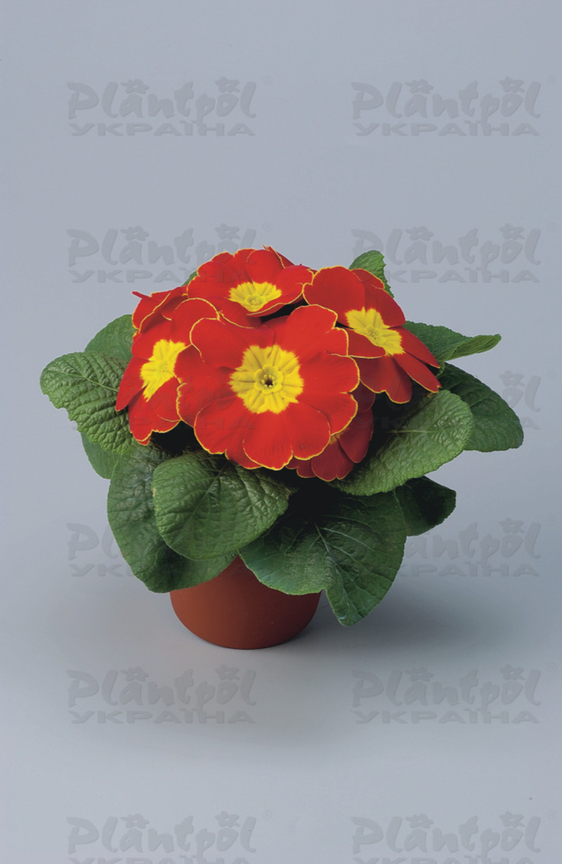 Примула vulgaris Unistar F1 Red