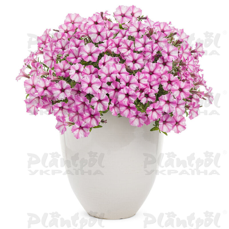Петунія Mini Vista Pink Star
