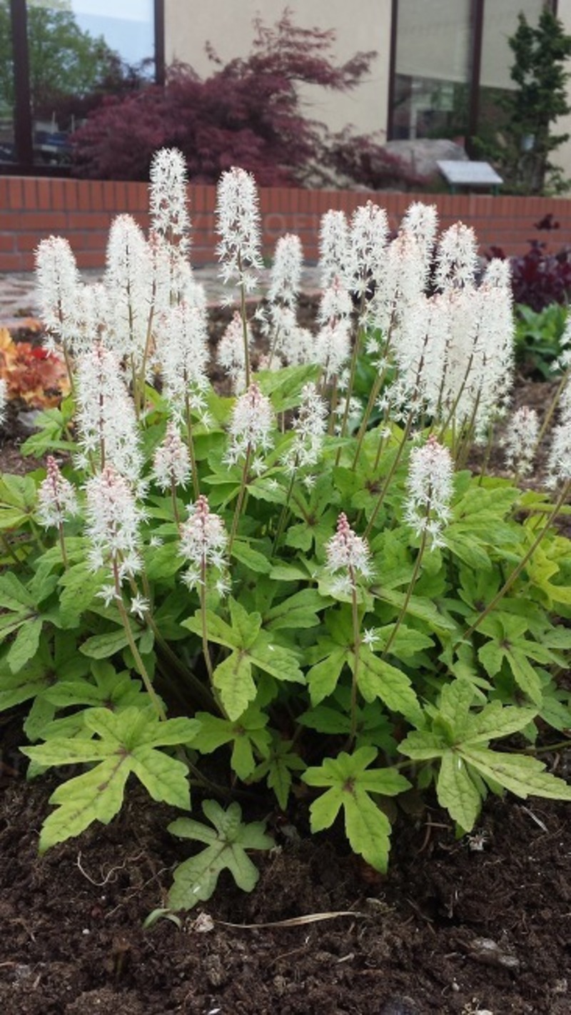 Тіарелла Spring Symphony (Vitroflora)