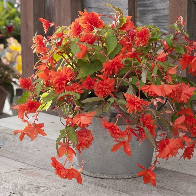 Бегонія Belleconia Hot Orange