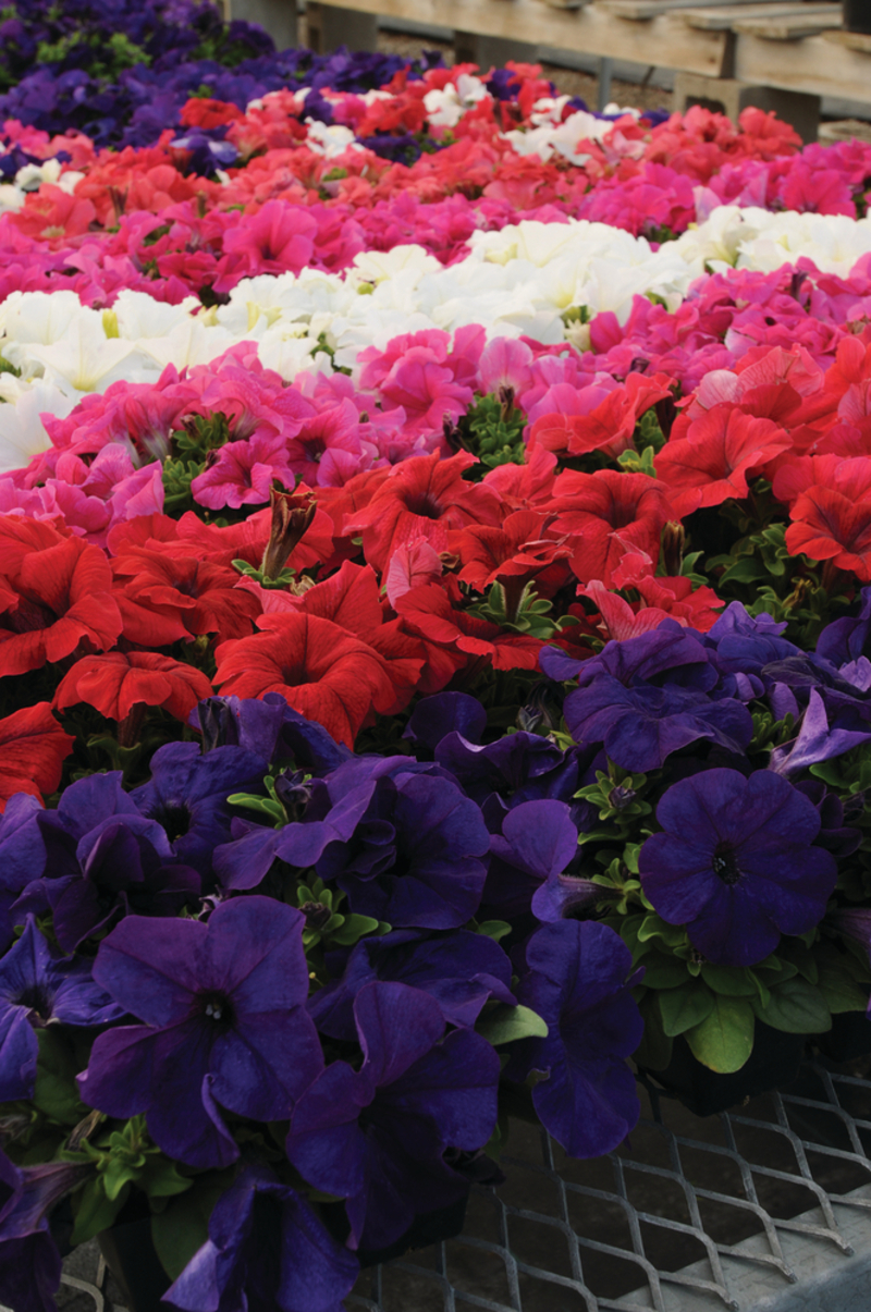 Петунія grandiflora Pacta Parade Blue (510 палета/Florensis)