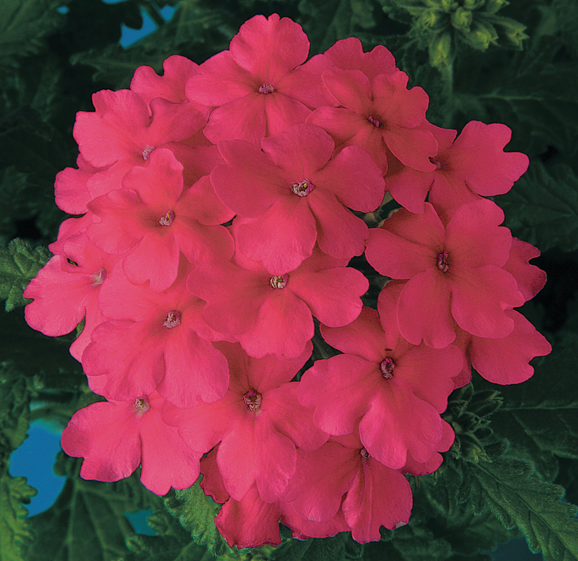 Вербена hybrida Obsession® Pink (510 палета/Florensis)