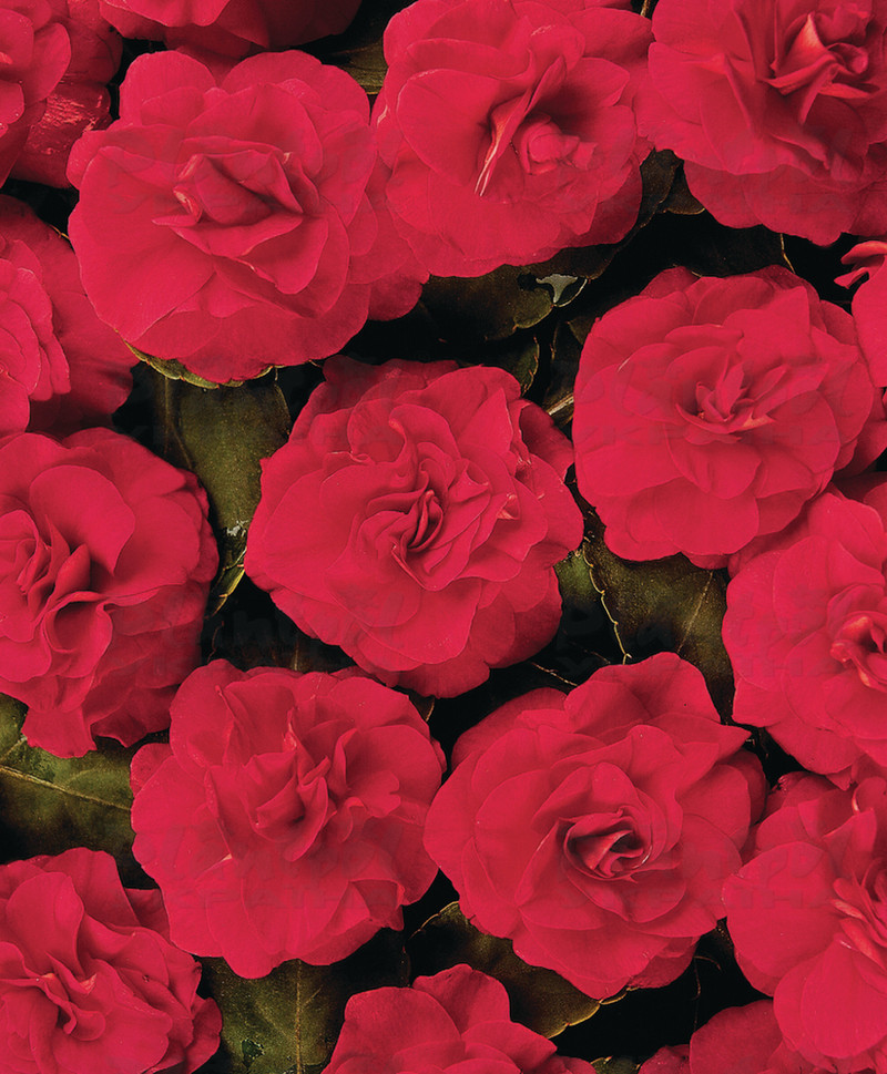 Імпатієнс walleriana Fiesta Salsa Red
